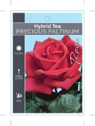 Picture of ROSE PRECIOUS PLATINUM (HT)                                                                                                                           