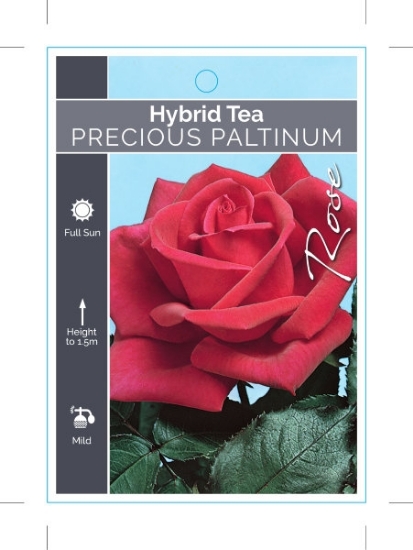Picture of ROSE PRECIOUS PLATINUM (HT)                                                                                                                           