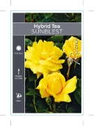 Picture of ROSE SUNBLEST (HT)                                                                                                                                    