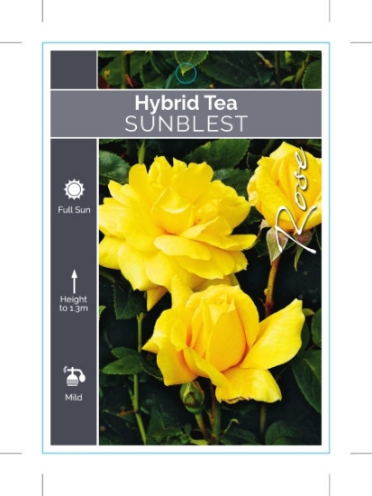 Picture of ROSE SUNBLEST (HT)                                                                                                                                    