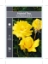 Picture of ROSE SUNBLEST (HT)                                                                                                                                    