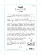 Picture of ROSE SUNBLEST (HT)                                                                                                                                    