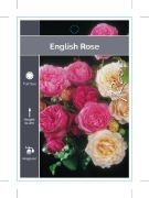 Picture of ROSE ENGLISH - MIXED PICTURE (UNNAMED VARIETY)                                                                                                        