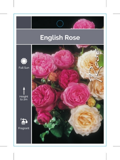 Picture of ROSE ENGLISH - MIXED PICTURE (UNNAMED VARIETY)                                                                                                        