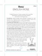 Picture of ROSE ENGLISH - MIXED PICTURE (UNNAMED VARIETY)                                                                                                        