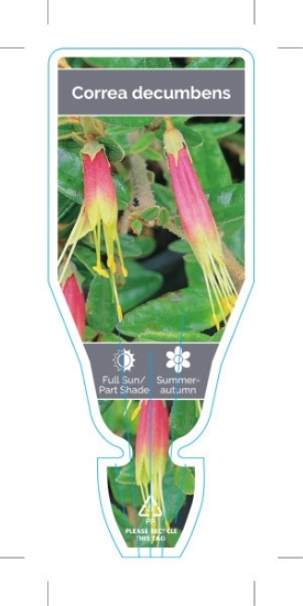 Picture of CORREA DECUMBENS                                                                                                                                      