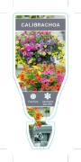Picture of CALIBRACHOA                                                                                                                                           