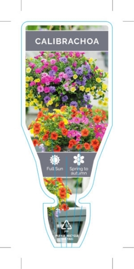 Picture of CALIBRACHOA                                                                                                                                           