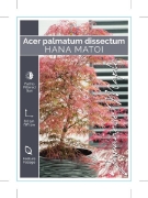 Picture of ACER PALMATUM DISSECTUM HANA MATOI                                                                                                                    