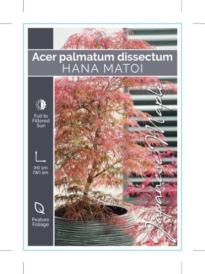 Picture of ACER PALMATUM DISSECTUM HANA MATOI                                                                                                                    