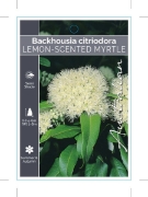 Picture of BACKHOUSIA CITRIODORA LEMON SCENTED MYRTLE                                                                                                            