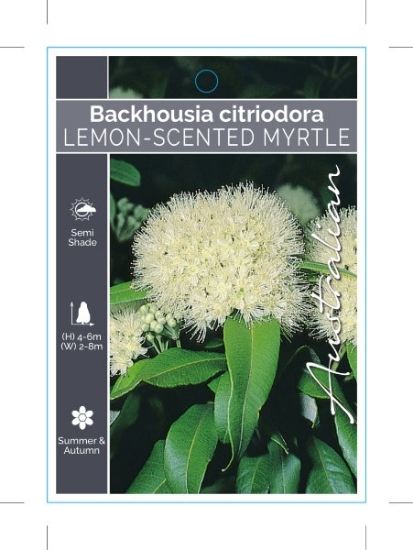 Picture of BACKHOUSIA CITRIODORA LEMON SCENTED MYRTLE                                                                                                            