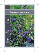 Picture of DAMPIERA PURPUREA                                                                                                                                     