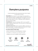 Picture of DAMPIERA PURPUREA                                                                                                                                     