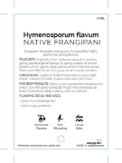 Picture of HYMENOSPORUM FLAVUM NATIVE FRANGIPANI                                                                                                                 