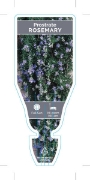 Picture of ROSMARINUS OFFICINALIS PROSTRATE ROSEMARY                                                                                                             
