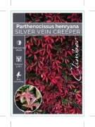 Picture of PARTHENOCISSUS HENRYANA SILVER VEIN CREEPER                                                                                                           