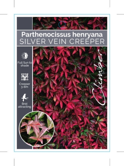 Picture of PARTHENOCISSUS HENRYANA SILVER VEIN CREEPER                                                                                                           