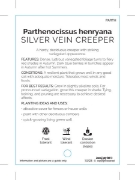 Picture of PARTHENOCISSUS HENRYANA SILVER VEIN CREEPER                                                                                                           