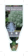 Picture of ARTEMISIA ARBORESCENS TREE WORMWOOD                                                                                                                   