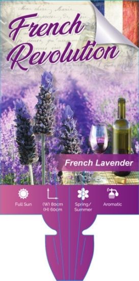 Picture of LAVENDER FRENCH REVOLUTION (Lavandula dentata)                                                                                                        
