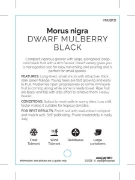 Picture of FRUIT MULBERRY BLACK DWARF                                                                                                                            