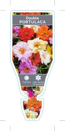 Picture of ANNUAL PORTULACA DOUBLE MIXED (Portulaca grandiflora)                                                                                                 
