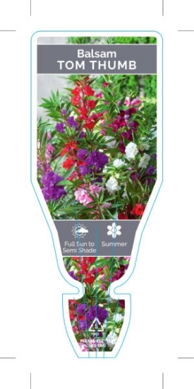 Picture of ANNUAL BALSAM TOM THUMB (Impatiens balsamina)                                                                                                         