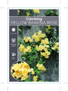 Picture of ROSE YELLOW BANKSIA ROSA BANKSIAE LUTEA                                                                                                               