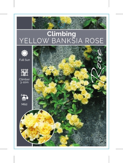 Picture of ROSE YELLOW BANKSIA ROSA BANKSIAE LUTEA                                                                                                               