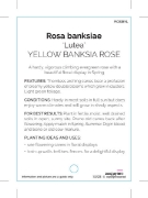 Picture of ROSE YELLOW BANKSIA ROSA BANKSIAE LUTEA                                                                                                               