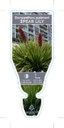 Picture of DORYANTHES PALMERI SPEAR LILY                                                                                                                         