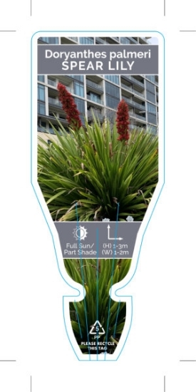 Picture of DORYANTHES PALMERI SPEAR LILY                                                                                                                         