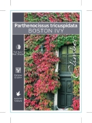 Picture of PARTHENOCISSUS TRICUSPIDATA BOSTON IVY                                                                                                                