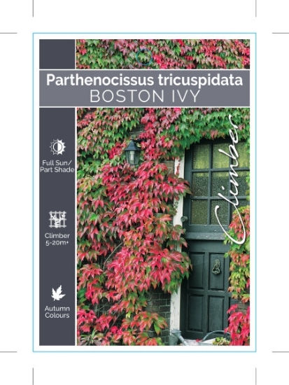 Picture of PARTHENOCISSUS TRICUSPIDATA BOSTON IVY                                                                                                                