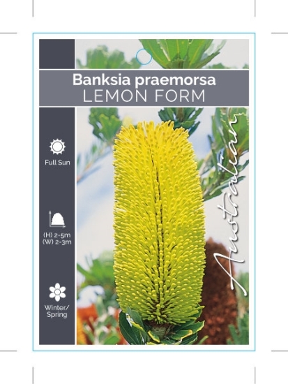 Picture of BANKSIA PRAEMORSA LEMON FORM                                                                                                                          