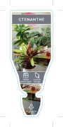 Picture of HOUSEPLANT CTENANTHE                                                                                                                                  