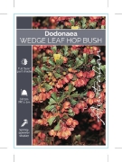 Picture of DODONAEA VISCOSA CUNEATA                                                                                                                              