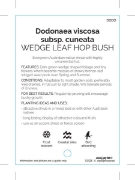 Picture of DODONAEA VISCOSA CUNEATA                                                                                                                              
