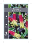 Picture of CORREA GLABRA RED ROCK CORREA                                                                                                                         