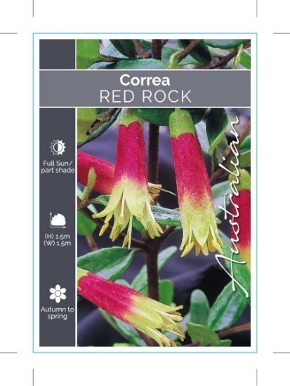 Picture of CORREA GLABRA RED ROCK CORREA                                                                                                                         