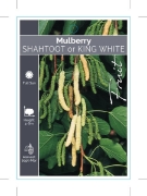 Picture of FRUIT MULBERRY SHAHTOOT OR KING WHITE                                                                                                                 