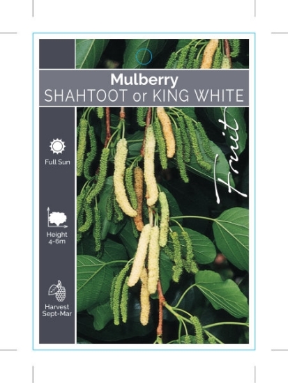 Picture of FRUIT MULBERRY SHAHTOOT OR KING WHITE                                                                                                                 