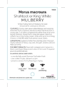 Picture of FRUIT MULBERRY SHAHTOOT OR KING WHITE                                                                                                                 