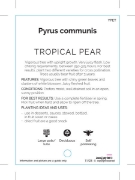 Picture of FRUIT PEAR TROPICAL                                                                                                                                   