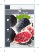 Picture of FRUIT FIG BLACK GENOA (HERITAGE)                                                                                                                      
