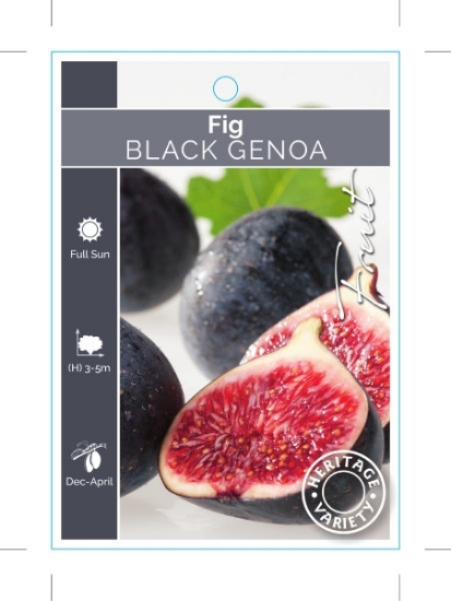 Picture of FRUIT FIG BLACK GENOA (HERITAGE)                                                                                                                      