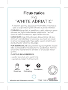 Picture of FRUIT FIG WHITE ADRIATIC (HERITAGE)                                                                                                                   