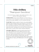 Picture of FRUIT GRAPE TABLE THOMPSON SEEDLESS (HERITAGE)                                                                                                        