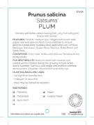 Picture of FRUIT PLUM SATSUMA (HERITAGE) Jumbo Tag                                                                                                               